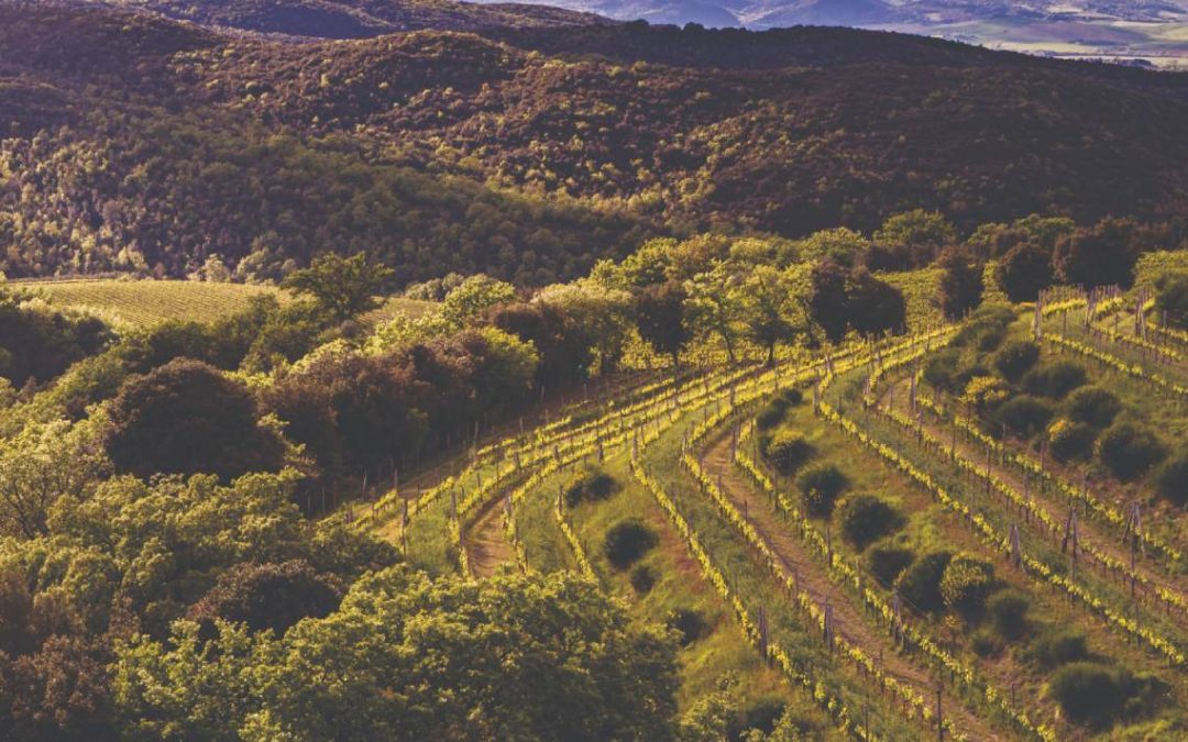 Young’s Holdings, Inc.