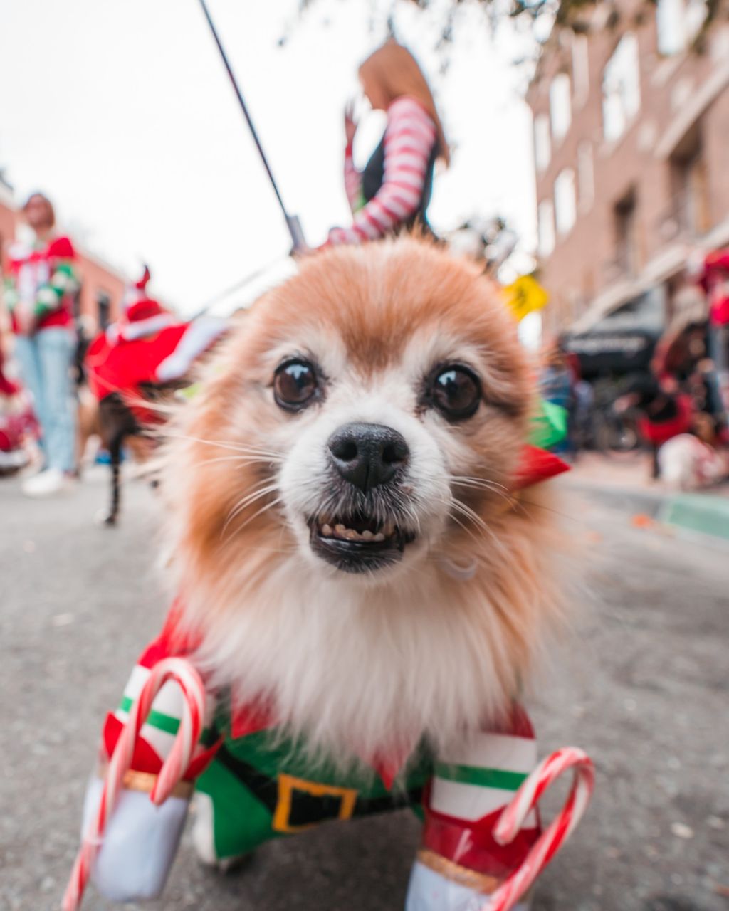 downtown san diego gaslamp quarter holiday pet parade