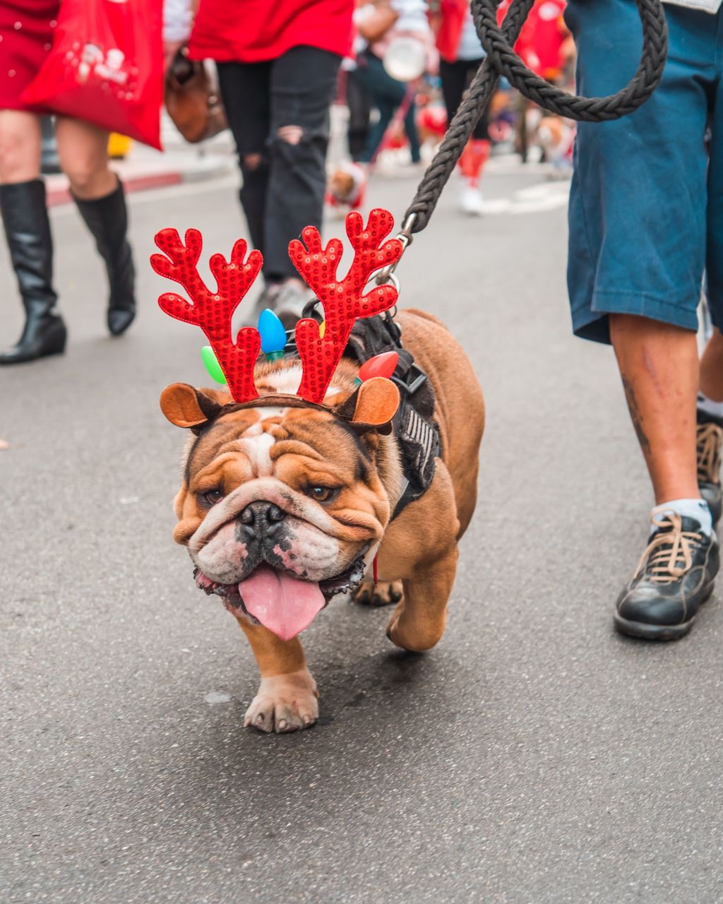downtown san diego gaslamp quarter holiday pet parade