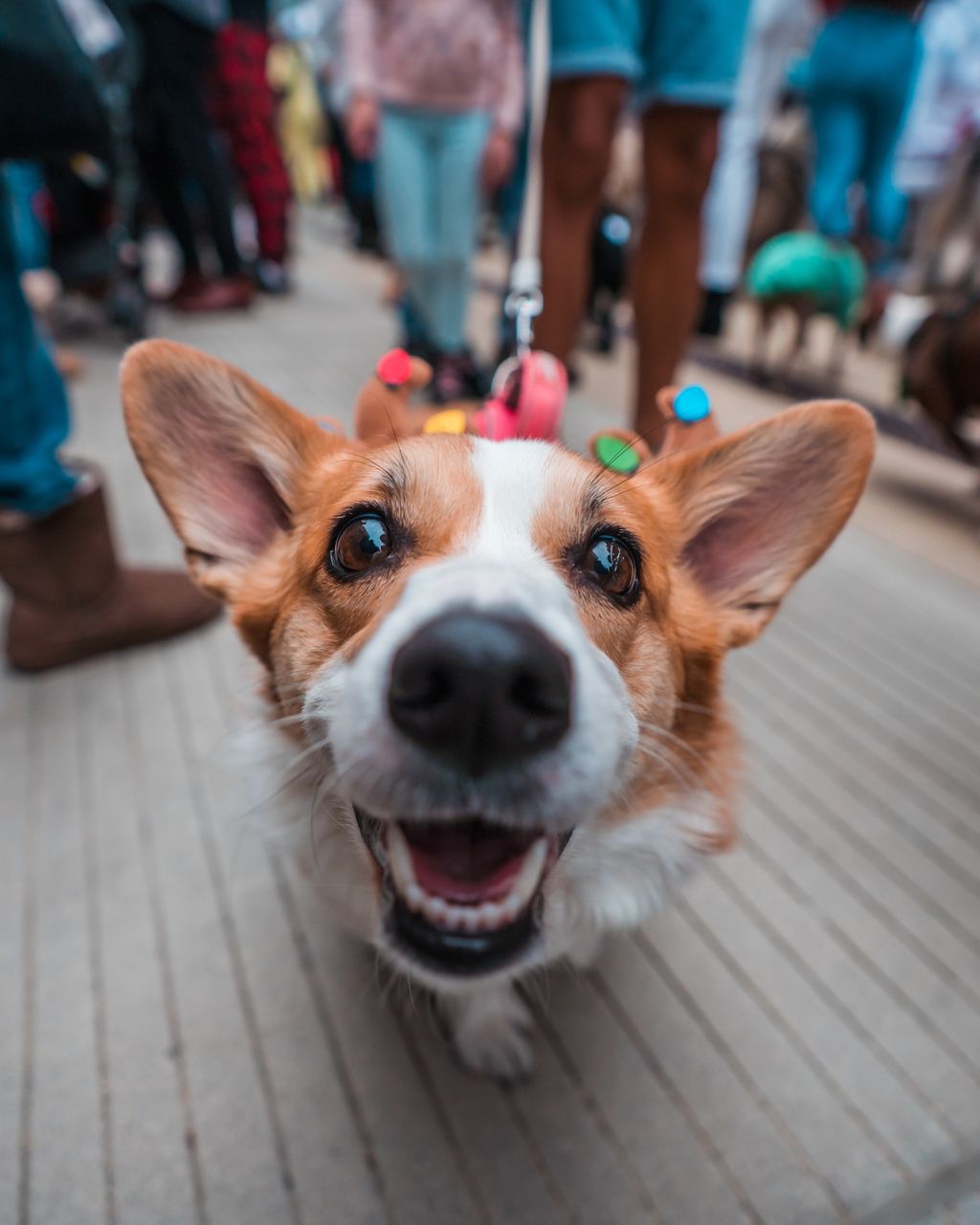 downtown san diego gaslamp quarter holiday pet parade